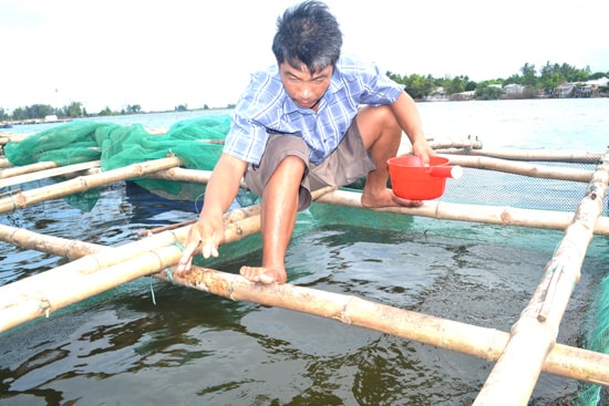 Ông Trần Văn Đông xã Tam Phú, TP. Tam Kỳ lo âu vì bè cá bị chết. Ảnh: V.Q