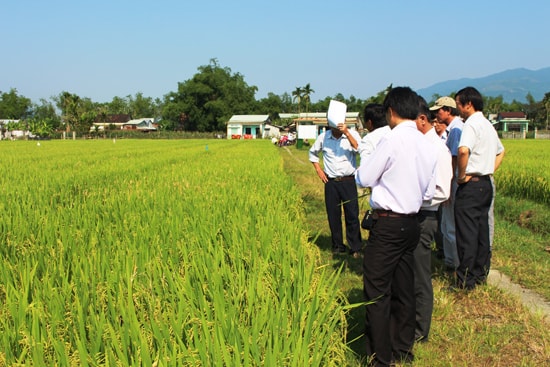 Vụ Đông xuân 2016-2017 đã khép lại với thắng lợi. Ảnh: H.Liên