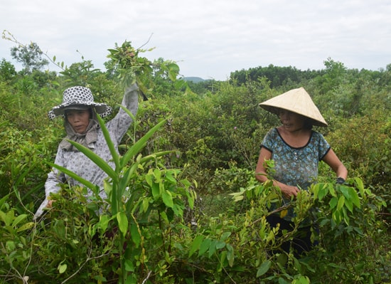 Người dân xã Tiên Phong vào rừng hái lá mùng 5. Ảnh: THANH THẮNG