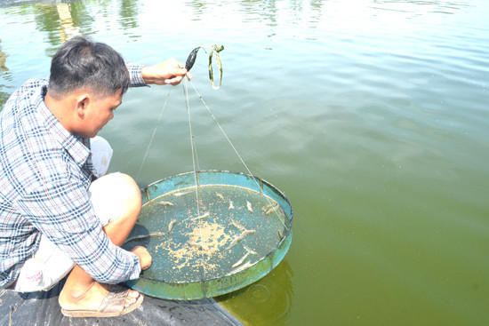 Rất cần các giải pháp phù hợp để nuôi tôm trên cát bền vững tại Quảng Nam.