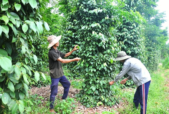 Vườn tiêu của hộ ông Hồ Tiến (thôn Khánh Lộc) phát triển tốt, cho thu nhập hàng chục triệu đồng/năm. Ảnh: VINH ANH