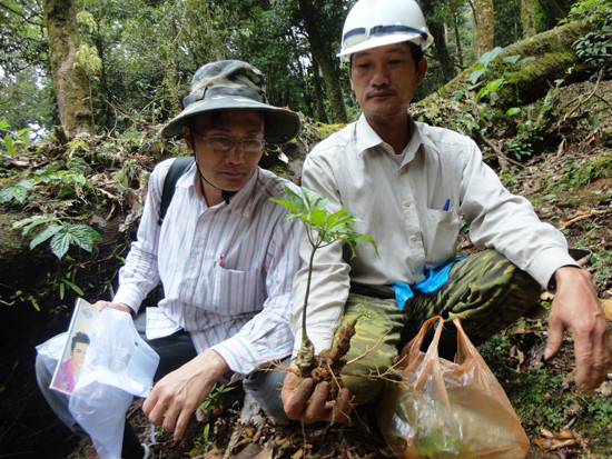 Cây sâm Ngọc Linh dưới tán rừng. Ảnh: H.L