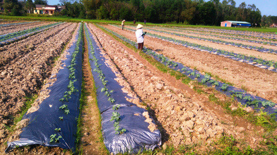 Chuyển đổi đất lúa kém hiệu quả sang trồng cây dưa, cây màu trên cánh đồng xã Tam Phước, Phú Ninh. Ảnh: HOÀNG LIÊN