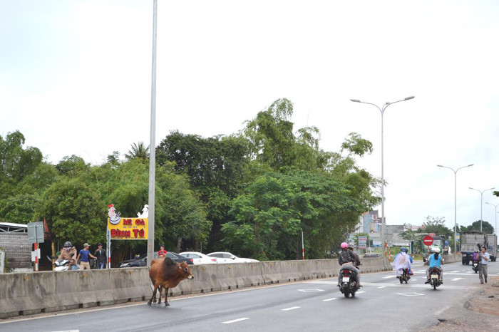 Bò chạy rông trên quốc lộ 1 đoạn qua xã Bình Tú, Thăng Bình.
