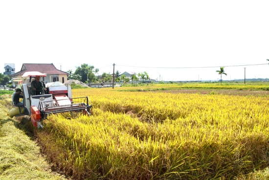 Tập trung ruộng đất là cơ sở quan trọng để tái cơ cấu sản xuất nông nghiệp ở huyện Thăng Bình. Ảnh: N.Q.V