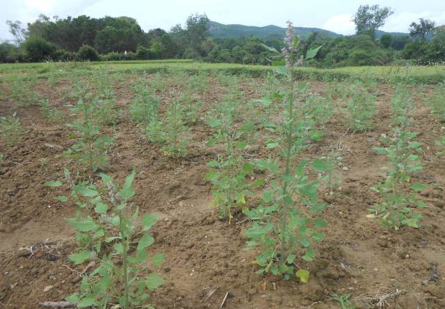 Cây quinoa đang giai đoạn phát triển tại Quảng Nam. Ảnh: H.lL