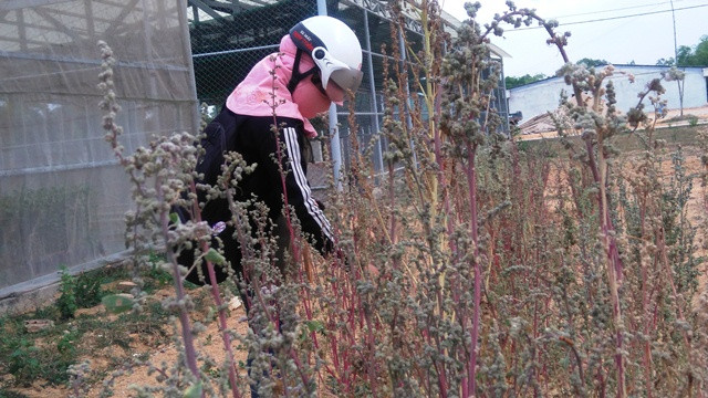 Diện tích cây quinoa sau khi thu hoạch tại Phú Ninh. Ảnh: H.L