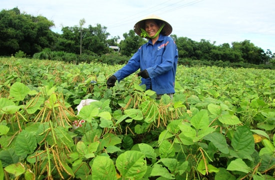 Mỗi năm, 1ha đất màu mang lại cho người dân Duy Châu gần 200 triệu đồng. Ảnh: T.S