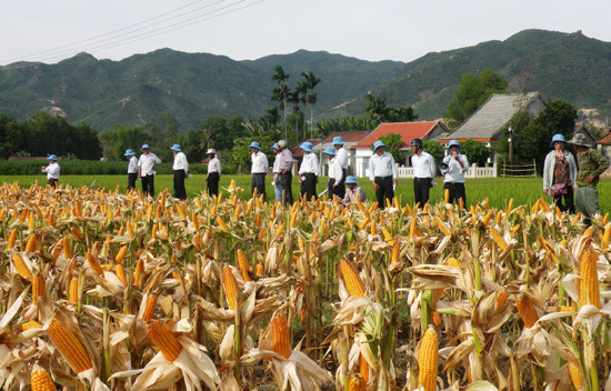 Mô hình chuyển đổi cây trồng trên đất lúa ở xã Duy Sơn mang lại hiệu quả kinh tế cao. Ảnh: H.N
