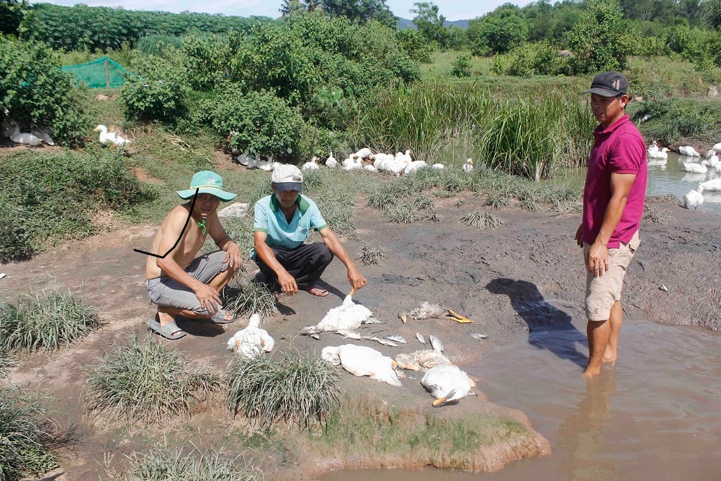 Vịt, cá chết tại khe Dốc Đỏ. Ảnh: TRIÊU NHAN