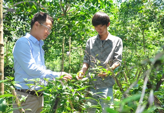 Nguyễn Duy Thạnh (trái) - Giám đốc Công ty TNHH Yến sào Tiên Phong (Thăng Bình) mở rộng đầu tư sản xuất cây dược liệu. Ảnh: VINH ANH