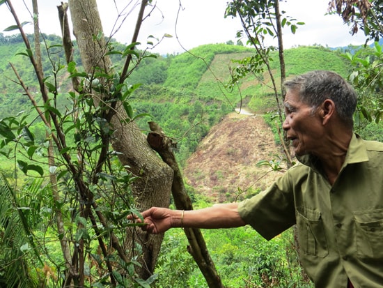 Già Clâu Năm (xã Lăng, Tây Giang) bên vườn ba kích tím dưới tán rừng nguyên sinh. Ảnh: Hoàng Liên