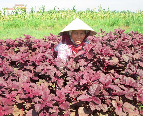 Sản phẩm sạch không tiêu thụ được, nhiều hộ dân ở thôn Lang Châu Bắc (Duy Phước, Duy Xuyên) quay lại phương thức sản xuất truyền thống.