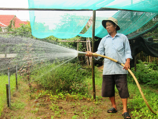 Mô hình sản xuất nông nghiệp hữu cơ kết hợp du lịch sinh thái ở thôn Thanh Đông (Cẩm Thanh, Hội An) mang lại hiệu quả cao. Ảnh: VĂN SỰ