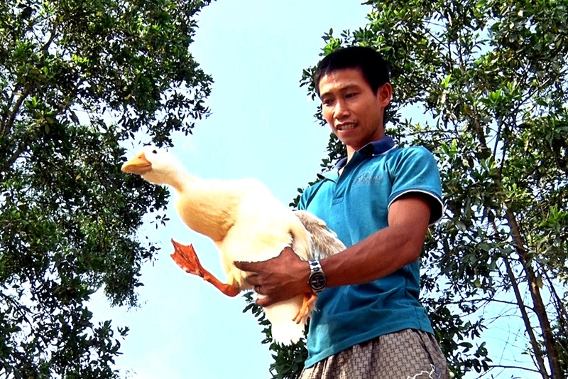Mô hình khởi nghiệp vịt lấy trứng đã giúp thanh niên Nguyễn Trọng Sang có thể làm giàu trên đất quê hương. Ảnh: Đ. ĐẠO