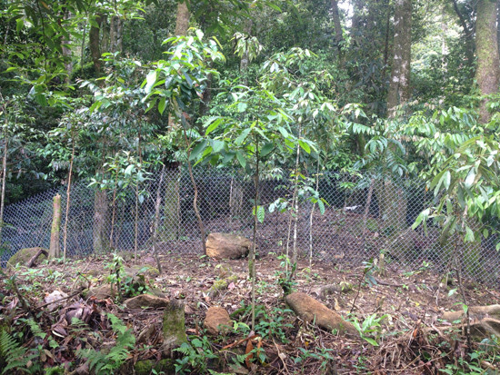 Người dân trồng cây rừng tái sinh để tạo tán che cho vườn sâm.