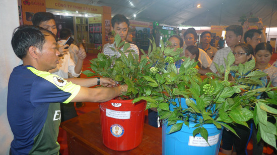 Gian hàng trưng bày sâm Ngọc Linh của xã Trà Linh. Ảnh: H.THỌ