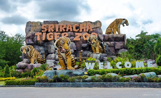 Công viên cọp - Tiger Zoo