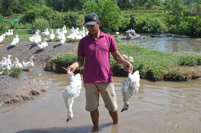 Đàn vịt ở khe Dốc Đỏ (xã Đại Tân) bổng lăn đùng ra chết lúc rạng sáng 20.6. Ảnh: TRIÊU NHAN