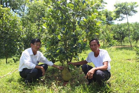 Cây mít Thái trồng một năm đã bắt đầu cho trái. Ảnh: LÊ BÌNH