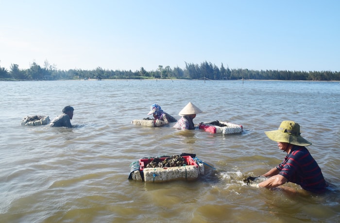 Sau khi nước rút là những ngư dân bắt đầu mò hàu.