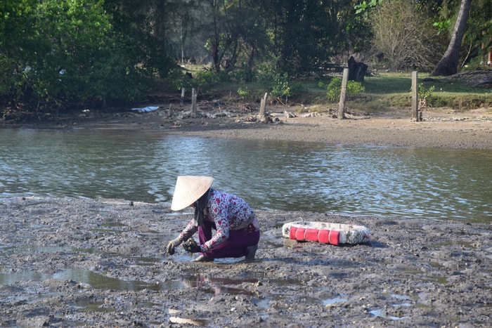 Lượm hàu trên đất khi nước cạn.