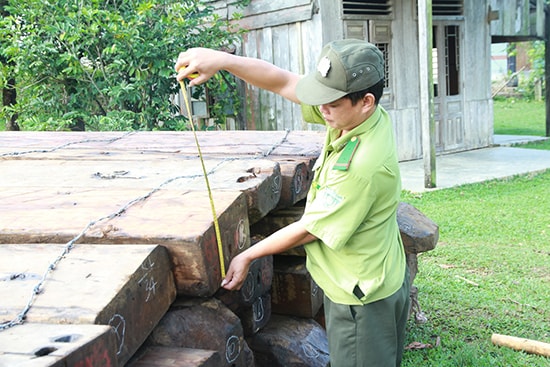 Nạn lâm tặc chặt phá các loại gỗ quý theo kiểu tận diệt. (Ảnh tư liệu)