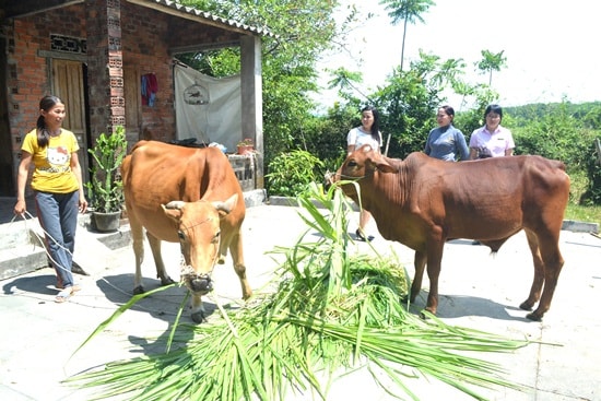 Các hộ vay vốn CSXH để chăn nuôi cần được hỗ trợ bởi gặp khó trong thời gian qua. Trong ảnh: Nuôi bò từ vốn vay CSXH ở gia đình của bà Đặng Thị Liền (thôn Đàn Trung, xã Tam Dân, Phú Ninh). Ảnh: Q.VIỆT