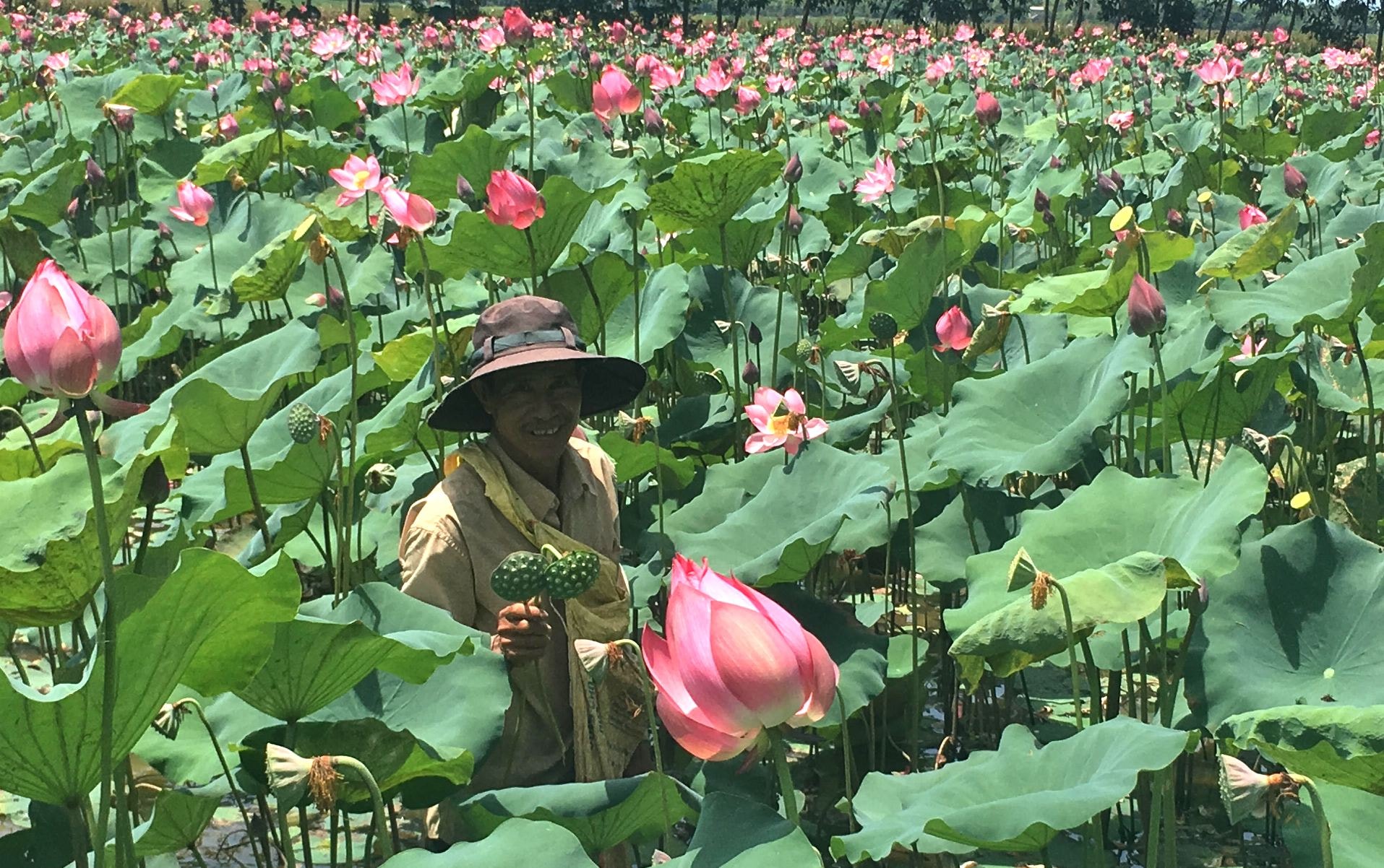 Ông Minh là điển hình của việc vào vùng đất cói khai phá làm kinh tế. Ảnh: PHAN VINH