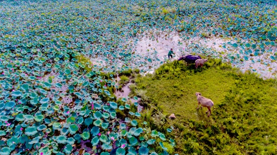 Hiện nay, nhiều hộ dân đã bắt đầu học hỏi và đầu tư khai phá  vùng đất cói để làm kinh tế. Ảnh: NGUYỄN THÁI