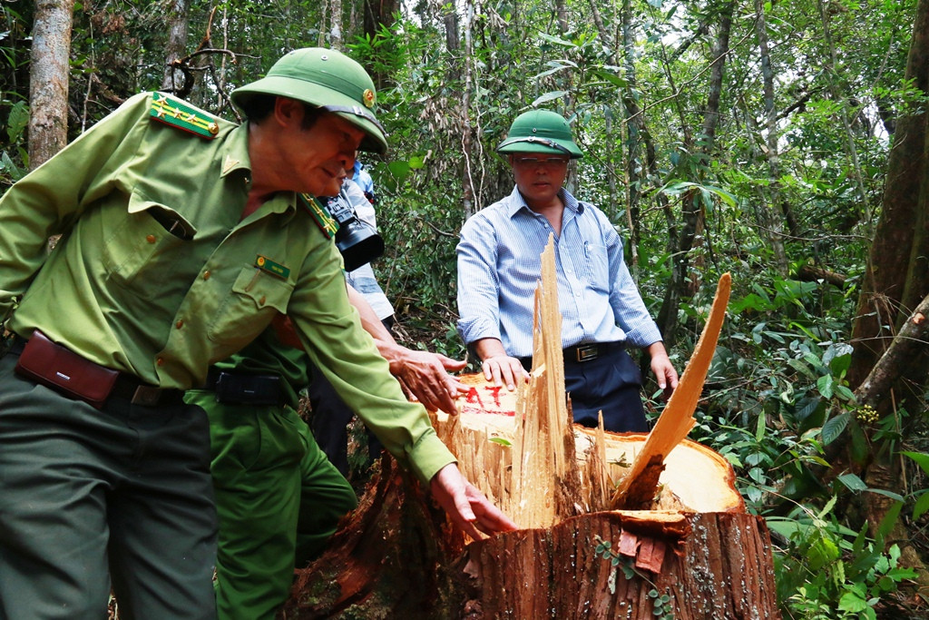 Hiện trường vụ phá rừng pơ mu tại khu vực biên giới Nam Giang. Ảnh: C.N