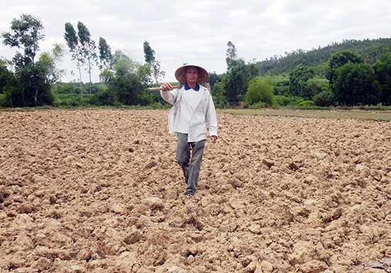 Đất đai manh mún, nước tưới khó khăn khiến việc sản xuất không đạt hiệu quả nên đã xuất hiện tình trạng nông dân bỏ ruộng hoặc suy giảm thâm canh.Ảnh: H.S