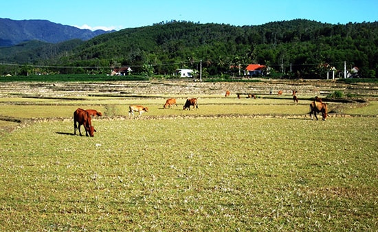 Không canh tác hoặc sản xuất mang lại hiệu quả thấp nhưng nông dân vẫn giữ lại ruộng đất để phòng cơ.