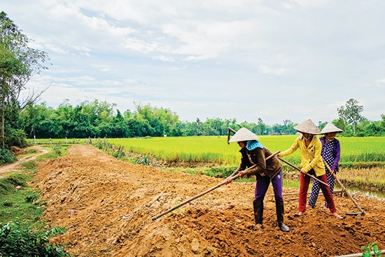 Cá nhân, HTX, doanh nghiệp cần được tiếp sức trong việc cải tạo, chỉnh trang đồng ruộng để hình thành mô hình tích tụ ruộng đất.Ảnh: PHƯƠNG THẢO