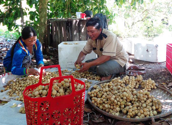 Mùa thu hoạch lòn bon Tiên Phước.