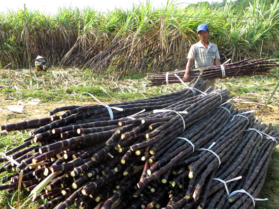 Hộ ông Đinh Trọng Nhất thu hoạch mía.