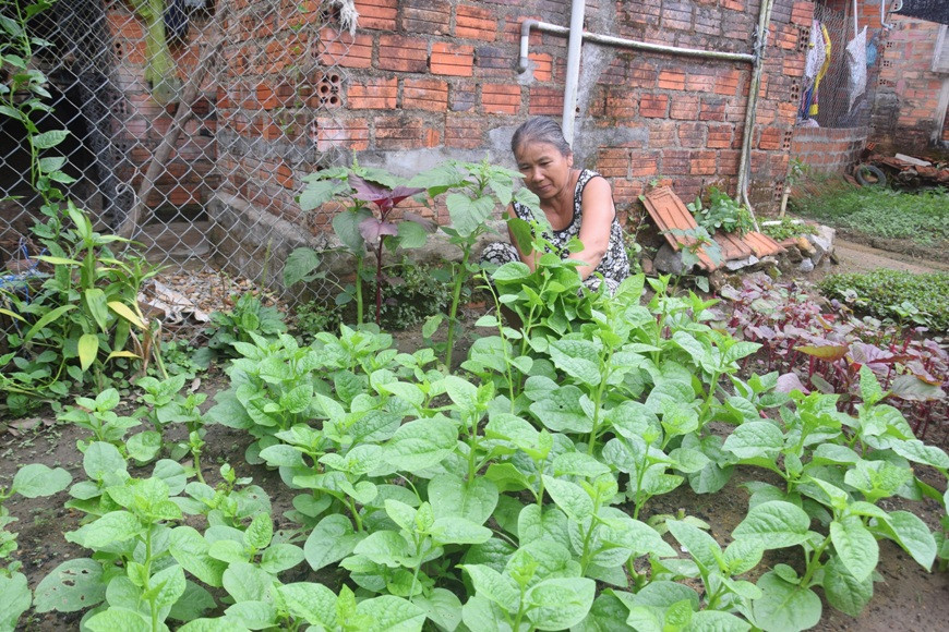 Bà Nguyễn Thị Thu đang cắt rau sạch tại vườn rau sạch của gia đình mình - Ảnh:THANH THẮNG.