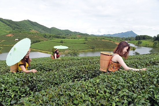 Đảo chè thu hút du khách gần xa tìm đến ghi lại khoảnh khắc cho riêng mình. Ảnh: PHÚC LINH