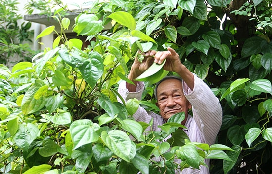 Trong ký ức ông Lam, để vùng đông đầy cát có màu xanh như thế này, người dân đã mất rất nhiều năm trời vun đắp sau chiến tranh. Ảnh: XUÂN THỌ