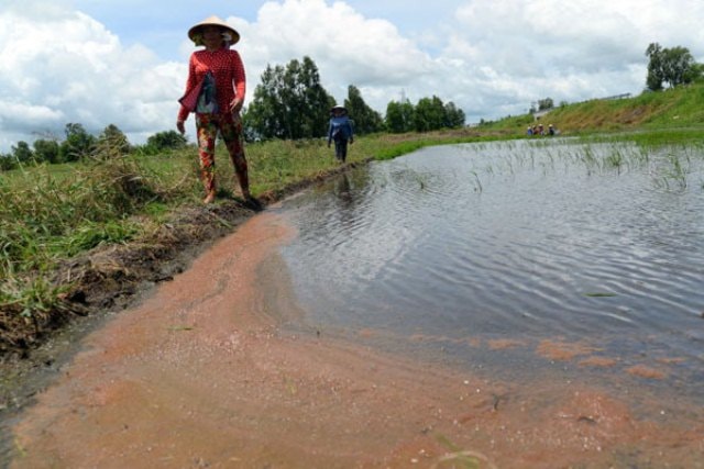 Nhiễm mặn trở thành câu chuyện nóng bỏng của cả nước. Ảnh minh họa