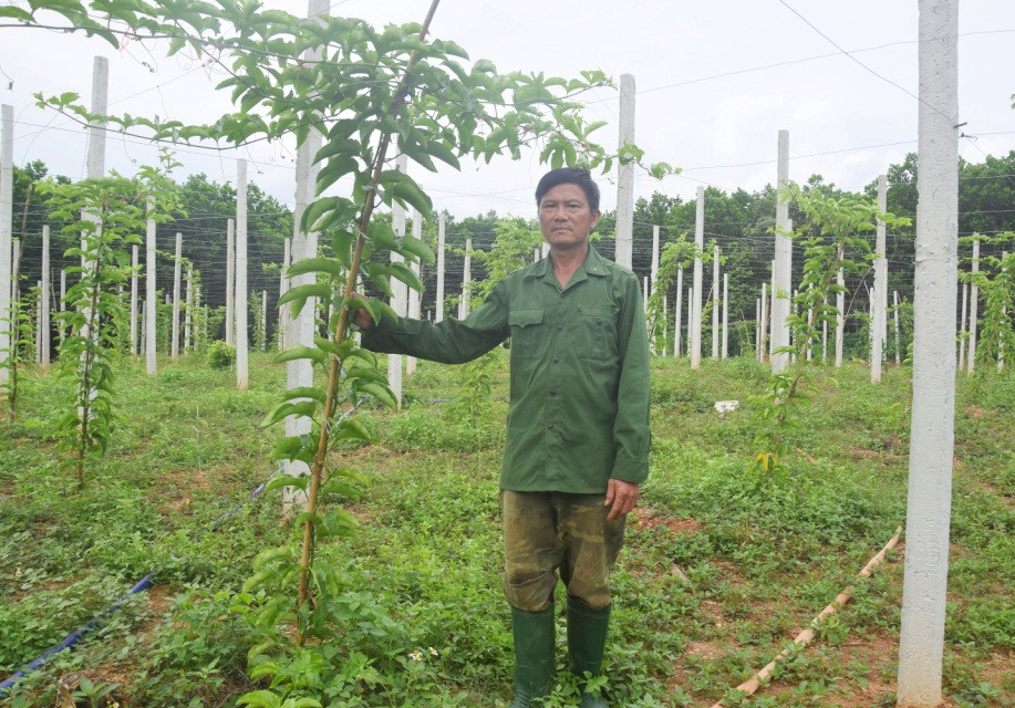 Ông Thiều Quang Bình bên vườn chanh dây của mình - Ảnh: THANH THẮNG .