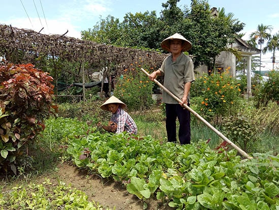 Vợ chồng ông Hiền trên vườn rau hữu cơ của mình.Ảnh: V.LỘC