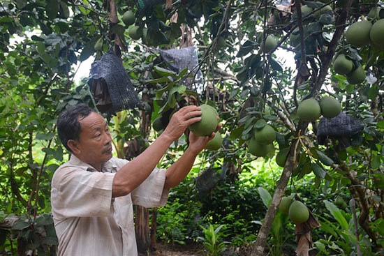 Ông Bộ thành công với mô hình trồng cây ăn ăn quả. Ảnh: L.H