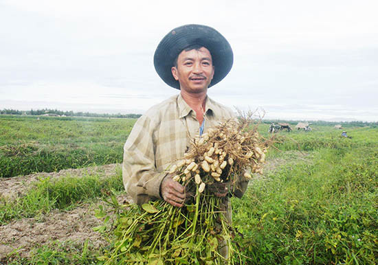 Mô hình trồng đậu phụng trên chân đất lúa chuyển đổi ở xã Bình Đào (Thăng Bình) mang lại hiệu quả kinh tế cao.Ảnh: VĂN SỰ 