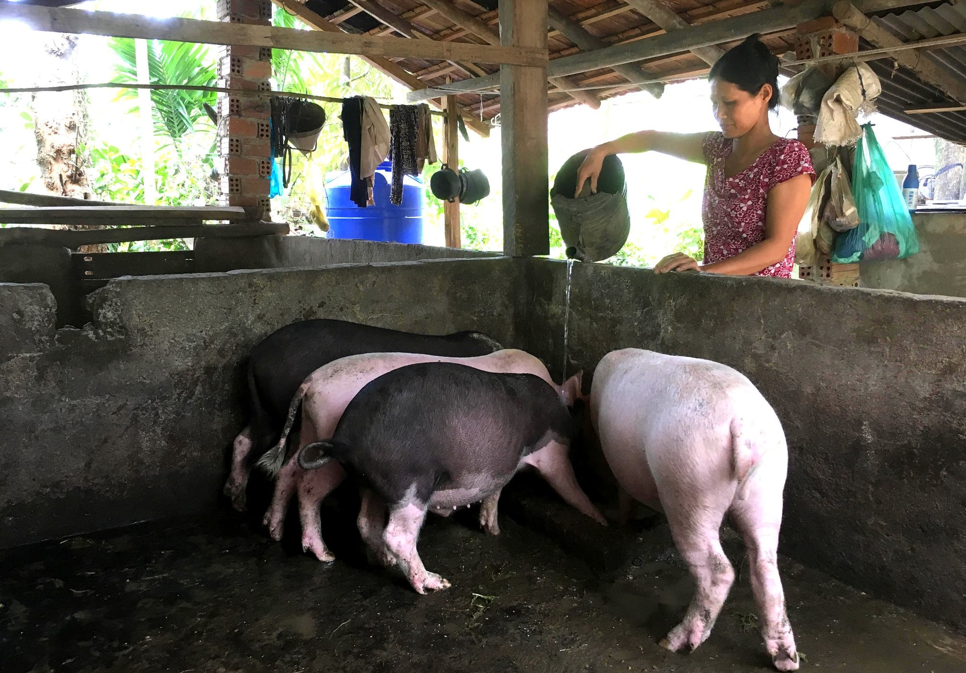 Những năm qua, nguồn vốn vay ưu đãi từ NHCS-XH đã giúp nhiều chị em phụ nữ vươn lên thoát nghèo bền vững. Ảnh: PHAN VINH