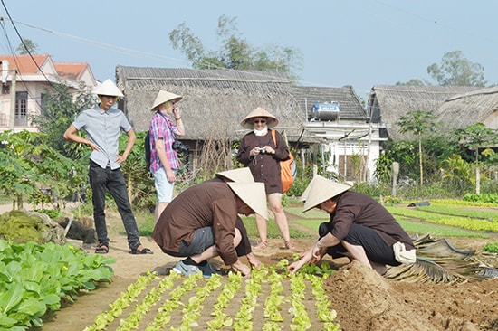 Du khách tham quan và trải nghiệm trồng rau tại làng rau Trà Quế. Ảnh: V.LỘC