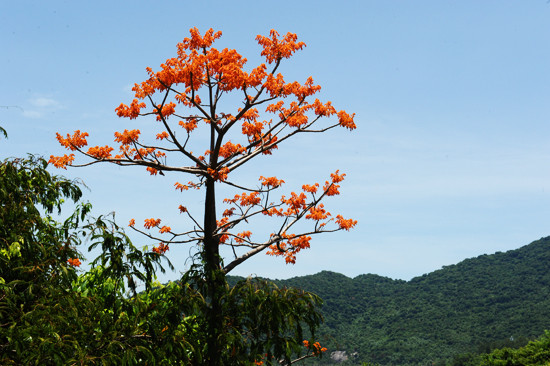 Cây ngô đồng là một trong những cây Di sản của Việt Nam trên đảo. Ảnh: MINH HẢI