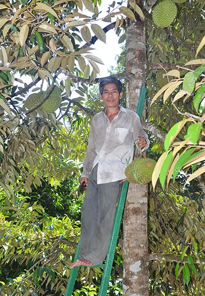 Anh Bảy Khoa thu hoạch sầu riêng.