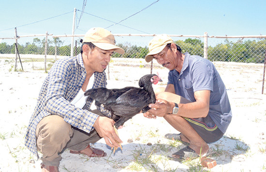 Anh Nguyễn Trung Phương (trái) cho biết, HTX Nông nghiệp Tứ Sơn Life đang cần thêm nguồn vốn để mở rộng mô hình chăn nuôi.Ảnh: Q.V