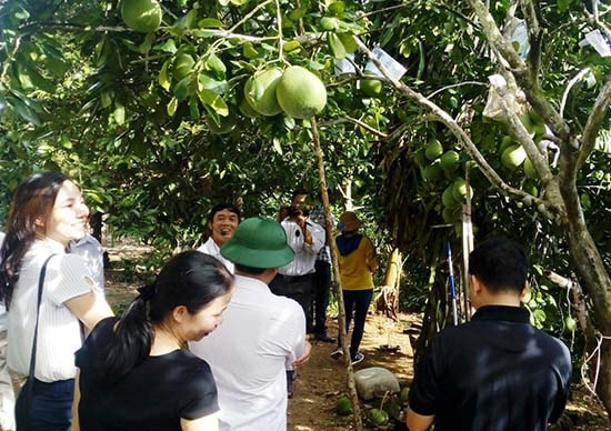 Khu vườn trái cây của gia đình ông Nguyễn Đình Sưu thu hút người đến tham quan mỗi khi ghé thăm làng cổ Lộc Yên.